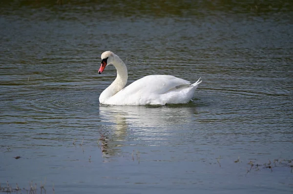 Beau Cygne Nageant Sur Surface Eau Lac Jour Été — Photo