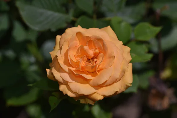 Hermosas Flores Que Crecen Jardín Verano Día Soleado —  Fotos de Stock