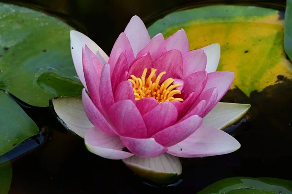 Beautiful Blooming Lotus Growing Pond Summer Day — Stock Photo, Image