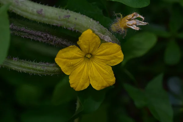 Hermosas Flores Que Crecen Jardín Verano Día Soleado — Foto de Stock