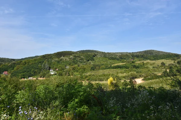 Landschaft Der Grünen Sommerwiese Mit Wald Auf Blauem Himmel Hintergrund — Stockfoto