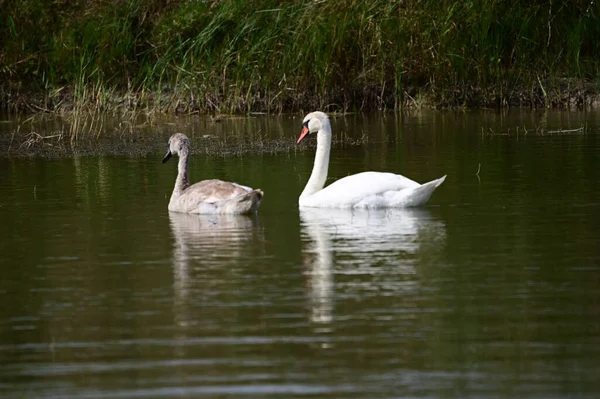 Belos Cisnes Nadando Superfície Água Lago Dia Verão — Fotografia de Stock