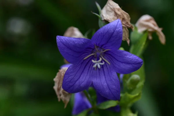 Hermosa Flor Que Crece Jardín Día Soleado —  Fotos de Stock