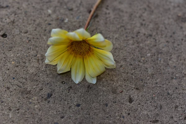 Mooie Bloem Grond Zomerconcept Dichtbij Uitzicht — Stockfoto