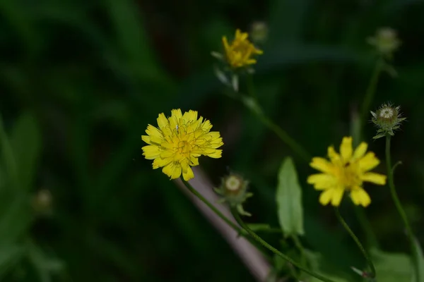 Flores Bonitas Que Crescem Jardim Dia Ensolarado — Fotografia de Stock