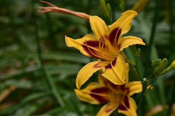 Beaux Lis Poussant Dans Jardin Journée Ensoleillée Été — Photo