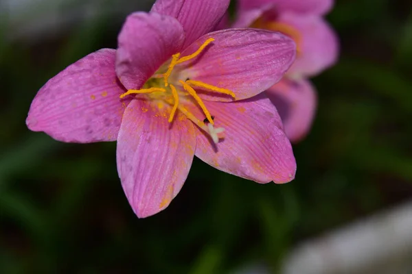 Mooie Lelie Bloem Groeien Tuin Zomer Zonnige Dag — Stockfoto