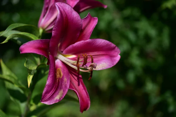Krásné Lilie Rostoucí Zahradě Létě Slunečný Den — Stock fotografie
