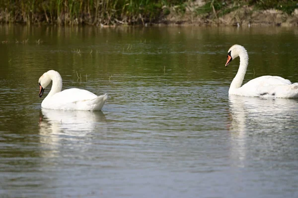 Belos Cisnes Nadando Superfície Água Lago Dia Verão — Fotografia de Stock