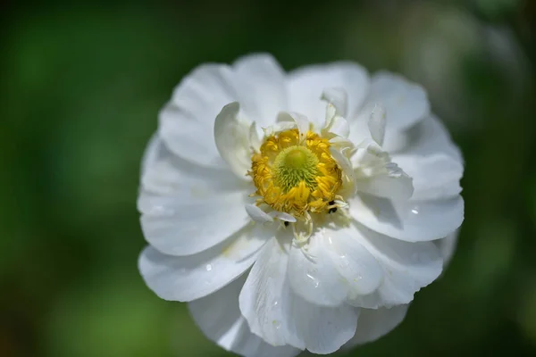 Schöne Blume Wächst Garten Sonnigem Sommertag — Stockfoto