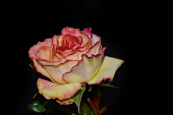 Hermosa Rosa Sobre Fondo Oscuro Concepto Verano Vista Cercana — Foto de Stock