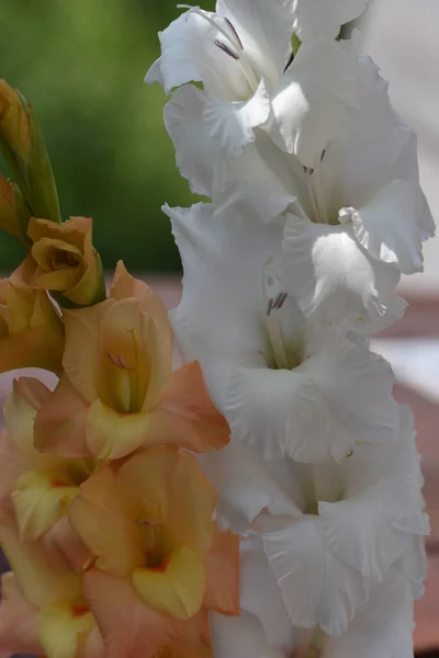 Mooie Bloemen Groeien Tuin Zomer Zonnige Dag — Stockfoto