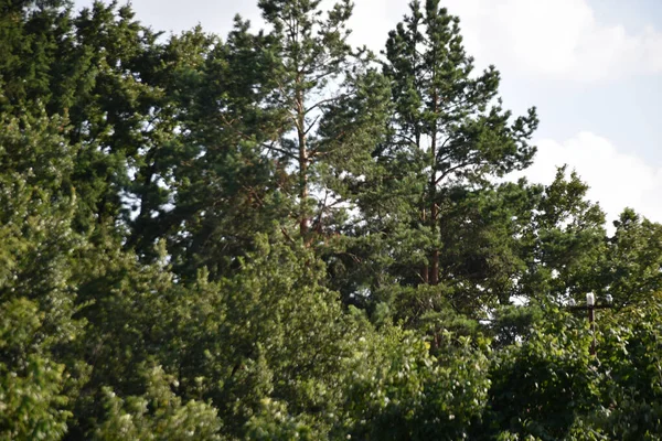Landskap Grön Sommar Skog Blå Himmel Bakgrund — Stockfoto
