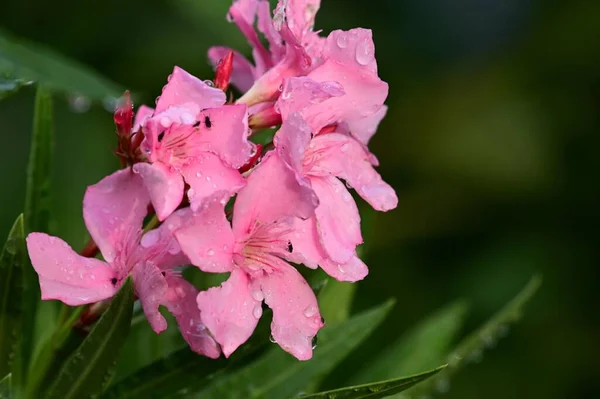 Mooie Bloemen Groeien Tuin Zomer Zonnige Dag — Stockfoto