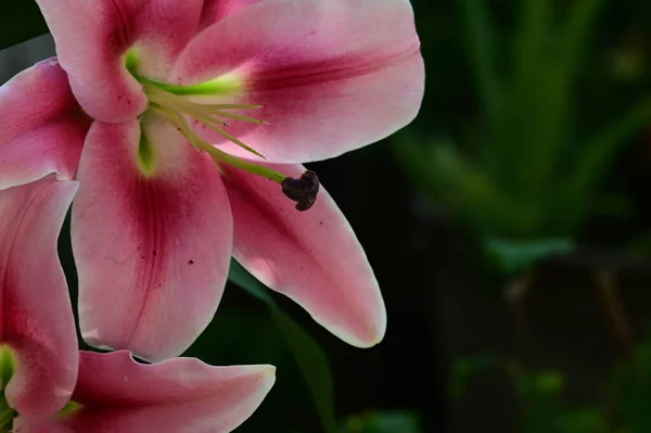 Hermosos Lirios Creciendo Jardín Verano Día Soleado — Foto de Stock