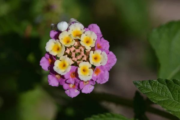 Hermosas Flores Que Crecen Jardín Verano Día Soleado — Foto de Stock