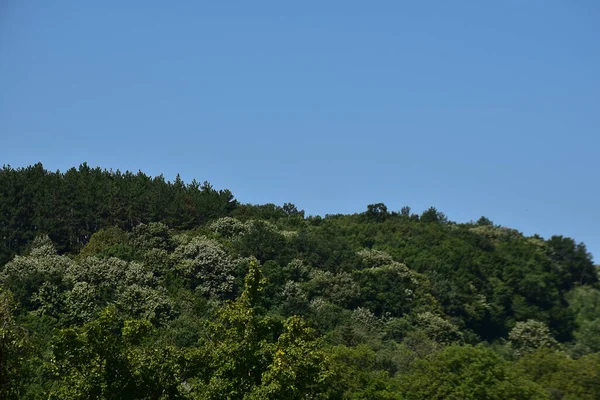 Krajina Zelené Letní Les Modré Obloze Pozadí — Stock fotografie