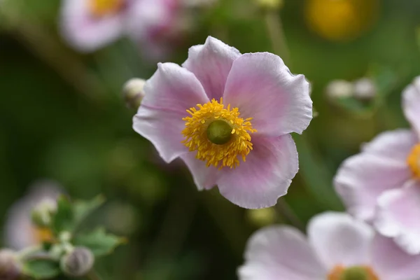 Schöne Blumen Wachsen Garten Sonnigen Sommertag — Stockfoto