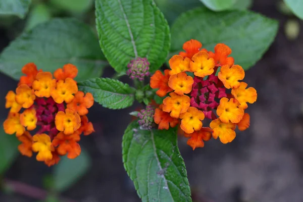 Belles Fleurs Poussant Dans Jardin Journée Ensoleillée Été — Photo