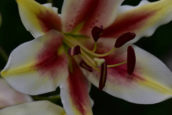 Όμορφο Λουλούδι Κρίνο Αυξάνεται Στον Κήπο Καλοκαίρι Ηλιόλουστη Μέρα — Φωτογραφία Αρχείου