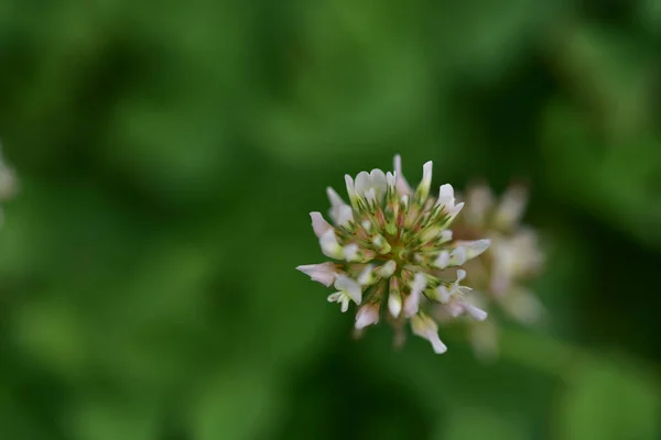 Belle Fleur Poussant Dans Jardin Jour Ensoleillé — Photo