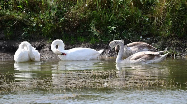 Vackra Svanar Simmar Sjö Vattenytan Sommardagen — Stockfoto