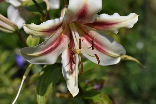 Hermosas Flores Que Crecen Jardín Verano Día Soleado —  Fotos de Stock