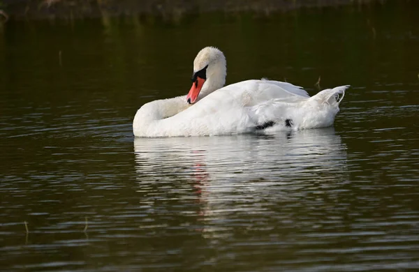 夏の日に湖の水面を泳ぐ白鳥 — ストック写真