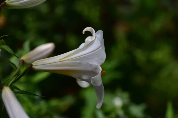 Όμορφα Κρίνα Που Αναπτύσσονται Στον Κήπο Την Ηλιόλουστη Μέρα Του — Φωτογραφία Αρχείου