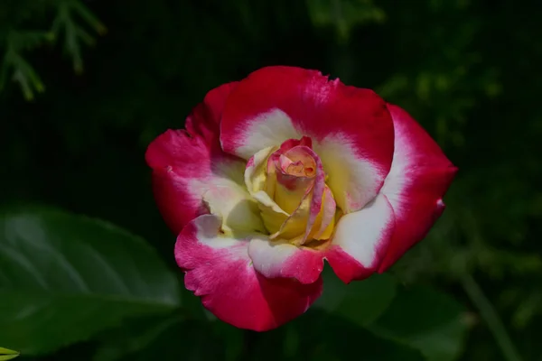 Belle Fleur Rose Poussant Dans Jardin Jour Ensoleillé — Photo