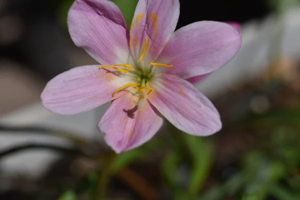 Hermosas Flores Que Crecen Jardín Verano Día Soleado — Foto de Stock