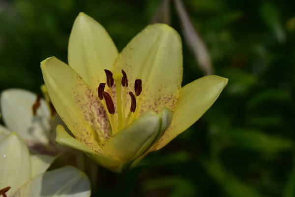 Schöne Lilien Wachsen Garten Sonnigen Sommertag — Stockfoto