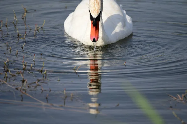 Belo Cisne Nadando Superfície Água Lago Dia Verão — Fotografia de Stock