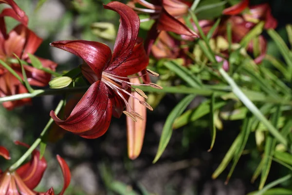 Schöne Blumen Wachsen Garten Sonnigen Sommertag — Stockfoto