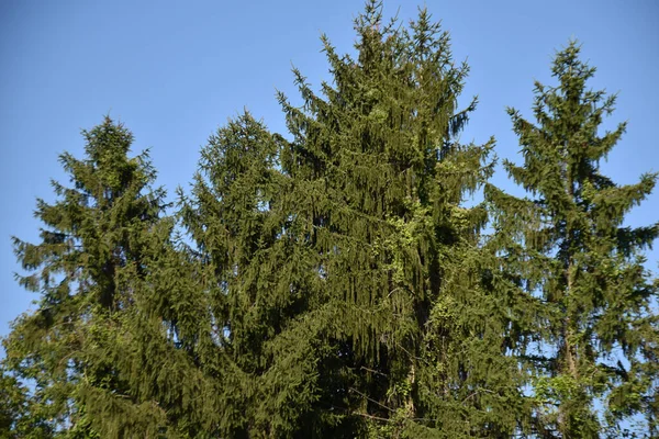 Краєвид Зеленого Літнього Лісу Фоні Блакитного Неба — стокове фото