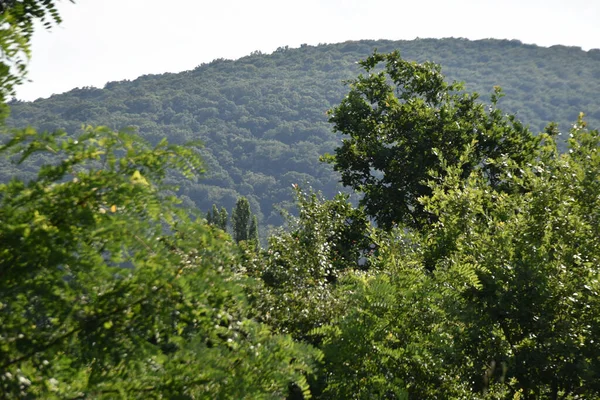 Landscape Green Summer Forest Blue Sky Background — Stock Photo, Image