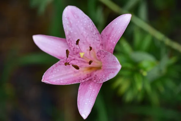 Красива Квітка Лілії Росте Саду Літній Сонячний День — стокове фото