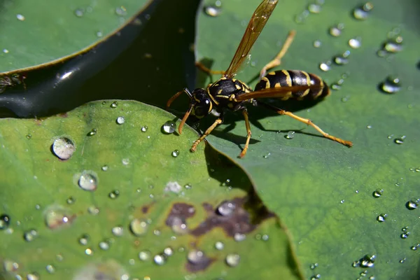 池塘里荷叶上的黄蜂 — 图库照片