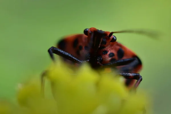 Bug Planta Crescendo Jardim Dia Ensolarado Verão — Fotografia de Stock