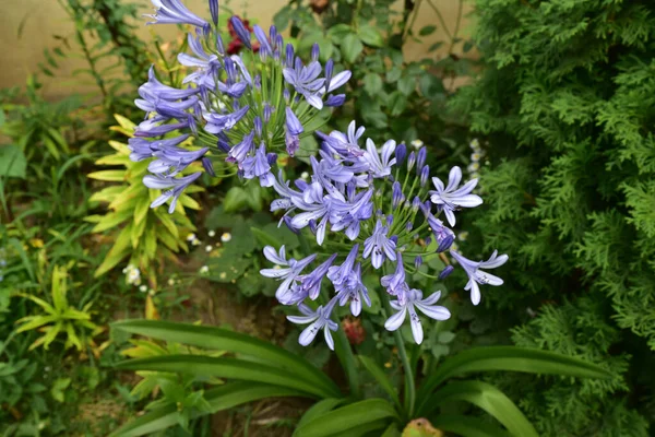 Bellissimi Fiori Che Crescono Giardino Estate Giornata Sole — Foto Stock