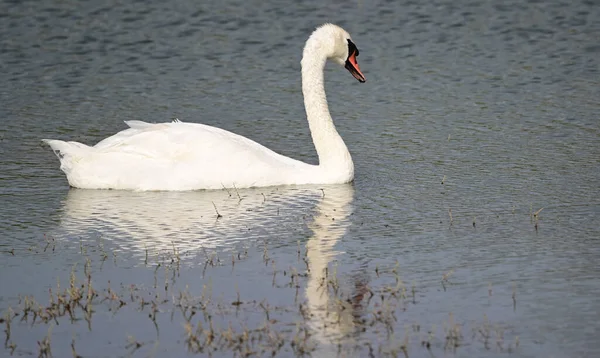 Belo Cisne Nadando Superfície Água Lago Dia Verão — Fotografia de Stock