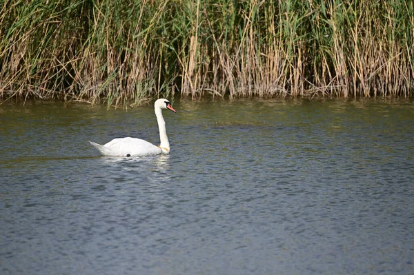 Beautiful Swan Swimming Lake Water Surface Summer Day — Stock Photo, Image