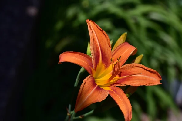 Güneşli Bir Günde Bahçede Yetişen Güzel Zambak Çiçeği — Stok fotoğraf