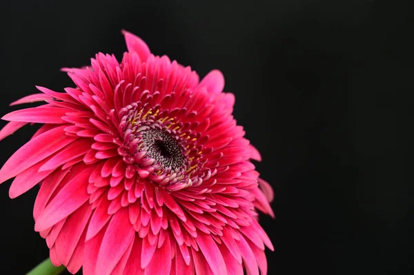 Karanlık Arka Planda Güzel Gerbera Çiçeği Yaz Konsepti Yakın Görüş — Stok fotoğraf
