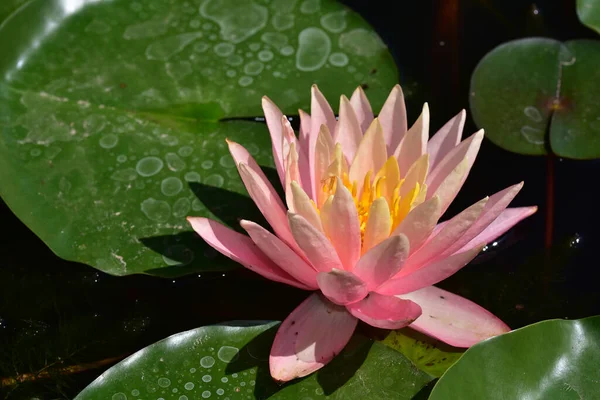 Beautiful Blooming Lotus Growing Pond Summer Day — Stock Photo, Image