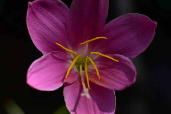 Bela Flor Lírio Crescendo Jardim Verão Dia Ensolarado — Fotografia de Stock