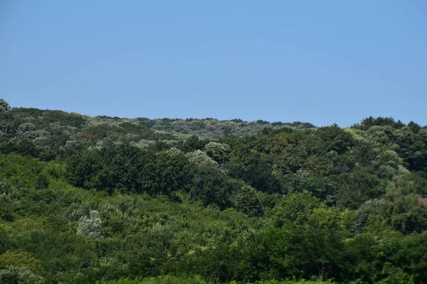 Краєвид Зеленого Літнього Лісу Фоні Блакитного Неба — стокове фото