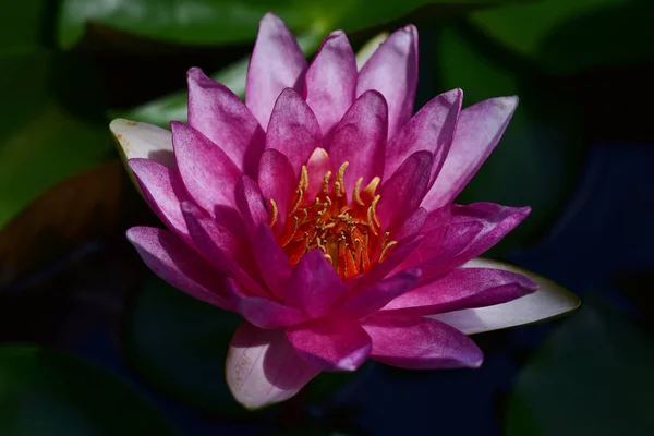 Hermoso Loto Floreciente Creciendo Estanque Día Verano —  Fotos de Stock