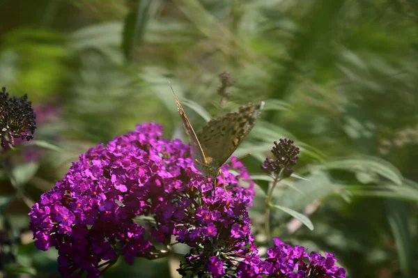 Güneşli yaz gününde bahçede büyüyen güzel çiçeklerin üzerindeki kelebek. 