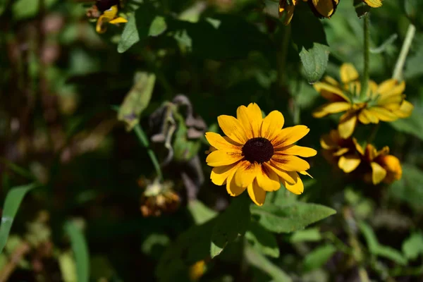 Hermosas Flores Que Crecen Jardín Día Soleado — Foto de Stock